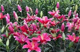 Đà Nẵng: Nhiều điểm bán hoa, cây cảnh 