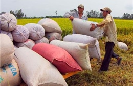 Nông dân chờ chính sách thu mua tạm trữ lúa