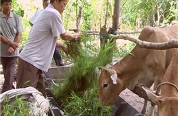 Nguồn vốn tín dụng giúp đồng bào Khmer vượt khó, thoát nghèo 