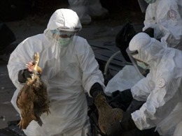 Campuchia thông báo ca tử vong thứ 8 do virút H5N1 