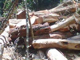 Vớt được gỗ sưa trị giá hàng tỷ đồng ở Quảng Bình