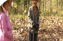 Đồng Nai: Thông tin chính thức về việc thu gom lá cây giá tỵ 