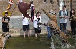 Lên chùa… đùa với hổ
