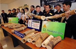 Thái Lan cam kết ngăn chặn buôn lậu ngà voi 