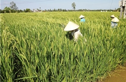 Không có người Trung Quốc thuê đất trồng lúa ở An Giang
