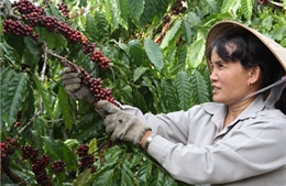 Phát triển cà phê Việt Nam theo hướng bền vững 