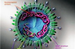   Mỹ cảnh báo về nguy cơ của virus chết người mới 