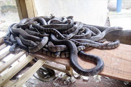 Người "tiên phong" nuôi rắn ở Long An 