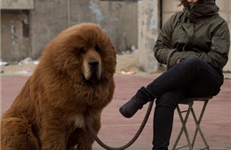 Chó Tây Tạng, thú chơi của nhà giàu Trung Quốc