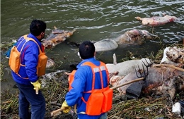 Trung Quốc phát hiện hơn 1.200 xác lợn trên sông 