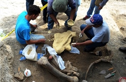 Peru phát hiện hóa thạch bồ nông khổng lồ