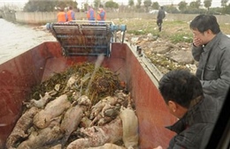Xác lợn trên sông Hoàng Phố vượt quá 13.000 con 
