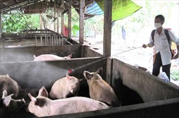 Dịch lợn tai xanh tăng, dịch cúm gia cầm cơ bản được khống chế 