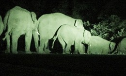 Phát hiện voi rừng 3 tháng tuổi chết do ngạt nước 
