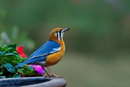 Mãn nhãn với 25  bức ảnh tuyệt đẹp về loài chim