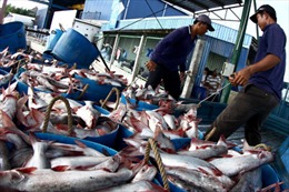 Cá tra Việt Nam lại thêm phen “bĩ cực”