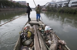 Trung Quốc sắp chấm dứt vụ lợn chết trôi sông 