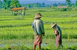 Thấy gì qua chương trình trợ giá gạo của Thái Lan?