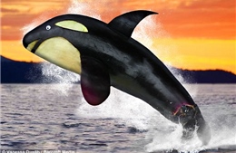 Ngộ nghĩnh động vật làm từ… rau củ