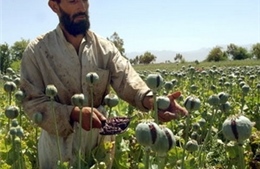 Afghanistan lên kế hoạch triệt phá 15.000 hécta cây thuốc phiện