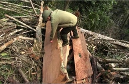 Rừng già đầu nguồn Điện Biên lại bị tàn phá 
