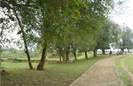 Bảo tồn 'cây trăm tuổi' - Kỳ 1: 'Linh hồn' của làng