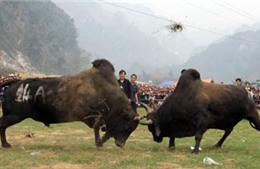 Lễ hội chọi bò Bảo Lâm