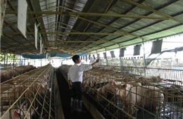 Ngành chăn nuôi lao đao vì giá thức ăn tăng - Bài 2: “Chóng mặt” với giá