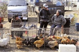 Chợ gia cầm là nguồn lây nhiễm H7N9