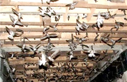 Hàng ngàn chim yến chết tại Ninh Thuận dương tính với H5N1 