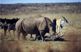 Tiêm thuốc vào sừng tê giác chống săn trộm 