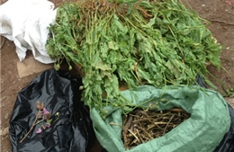 Bắt giữ lượng lớn cây thuốc phiện trên xe khách Sơn La-Hà Nội