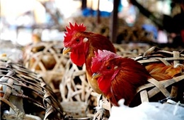 Virus H7N9 có thể lây từ động vật sang người 