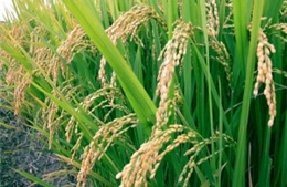 Trung Quốc lai tạo giống lúa siêu cao sản 