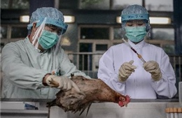 Thêm một trường hợp tử vong do virus H7N9