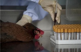 Có thể virus H7N9 phát tán qua chim di trú