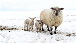 Mùa xuân chết chóc với đàn cừu ở Anh