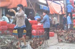 Đi chợ gà mùa dịch: 'Chả ai việc gì!'