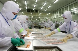 Mexico ngừng nhập khẩu tôm từ Việt Nam 