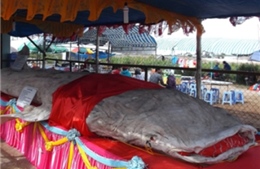 Bộ da cá nhám voi đạt kỷ lục Guiness Việt Nam