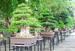 Làm sống lại vườn Ngự uyển của cung Nguyễn 