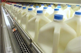 Uống sữa có hại cho cơ thể?