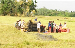 Nhìn lại việc thu mua tạm trữ lúa gạo năm 2013 - Nhiều nông dân chưa được hưởng lợi