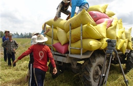 Tìm cách nâng cao giá trị hạt lúa - Bài 1: Băn khoăn lúa chất lượng cao 