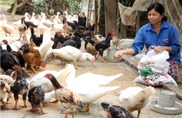 Chăn nuôi gia cầm “vạ lây” vì dịch cúm: Lao đao vì hàng ế, giá giảm