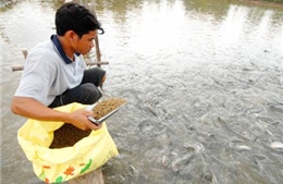 Cá lóc chết hàng loạt ở Trà Vinh