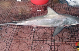 Bắt được cá mập trắng dài 1,8m ngay sát bãi tắm