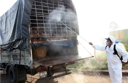 Tăng cường giám sát người viêm phổi nặng nghi do virút 