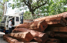 Khởi tố vụ xe tải chở 24m3 gỗ lậu nghi kiểm lâm tiếp tay