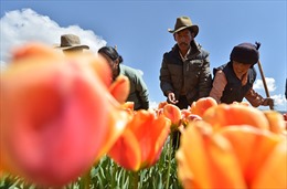 Ngây ngất ngắm cánh đồng hoa Tulip ở Tây Tạng
